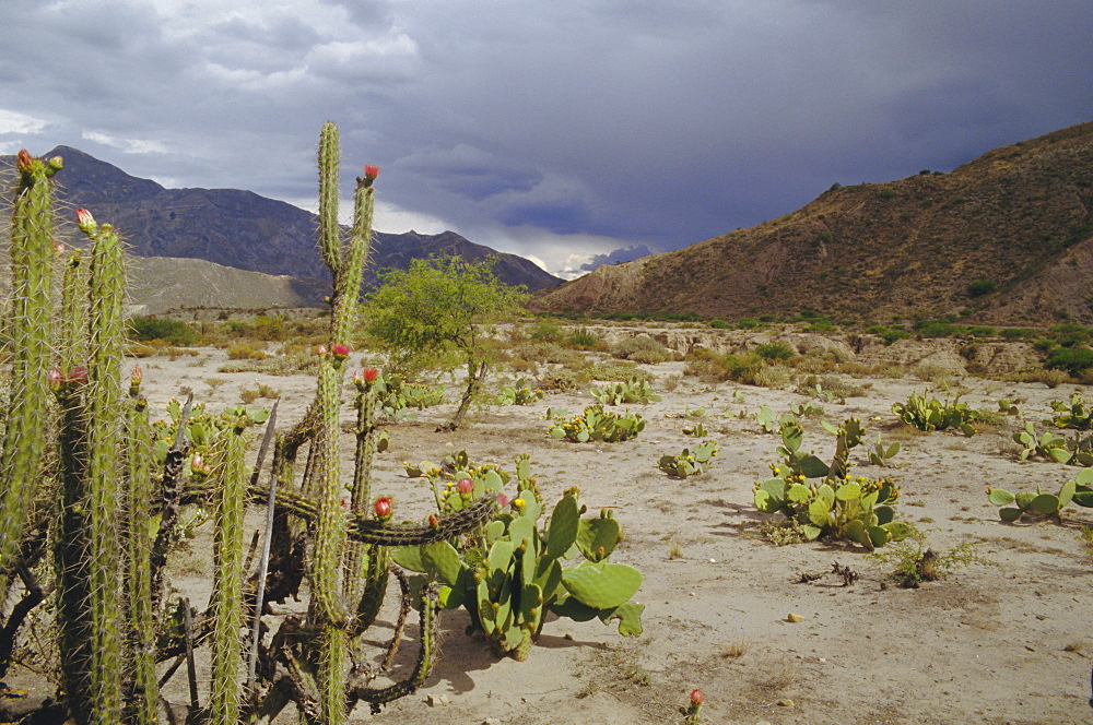 Altiplano, Bolivia, South America