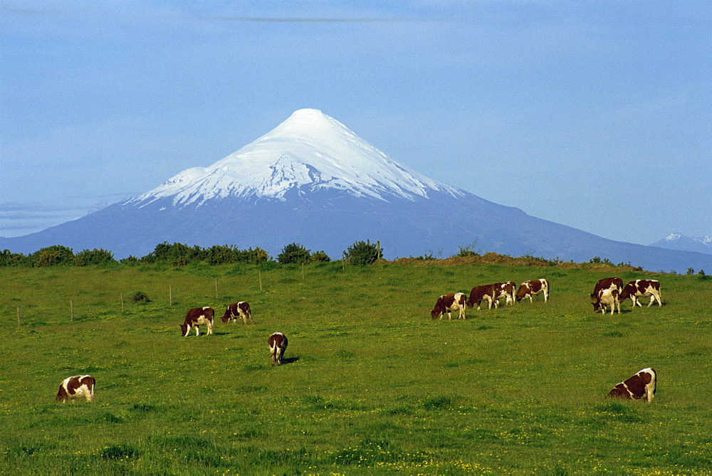 Cattle grazing in a field with the Osorno volcano behind in the Lake District in Chile, South America