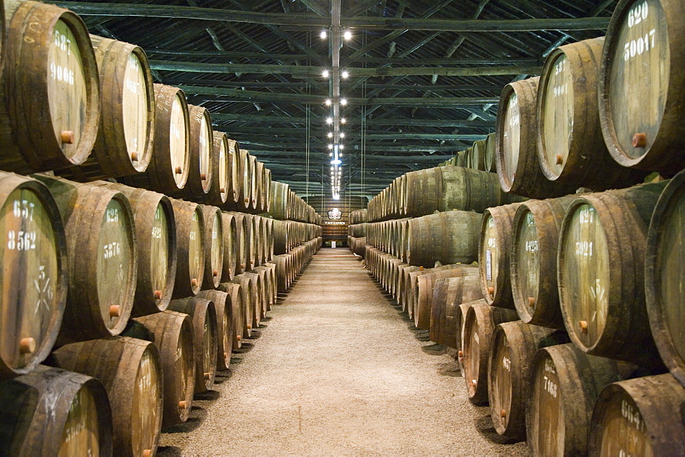 Port casks in the Caves Taylor port producers, cellars of Taylor, Yeatman and Fladgate group, Rua do Choupelo, Vila Nova de Gaia, Oporto, Portugal, Europe