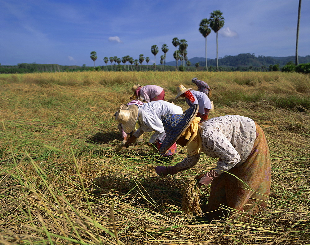 Women harvesting rice in a field in Thailand, Southeast Asia, Asia