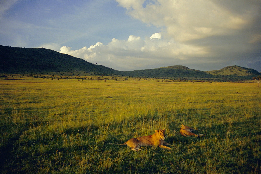 Lionesses in the Masai Mara National Reserve in the evening, Kenya, East Africa, Africa