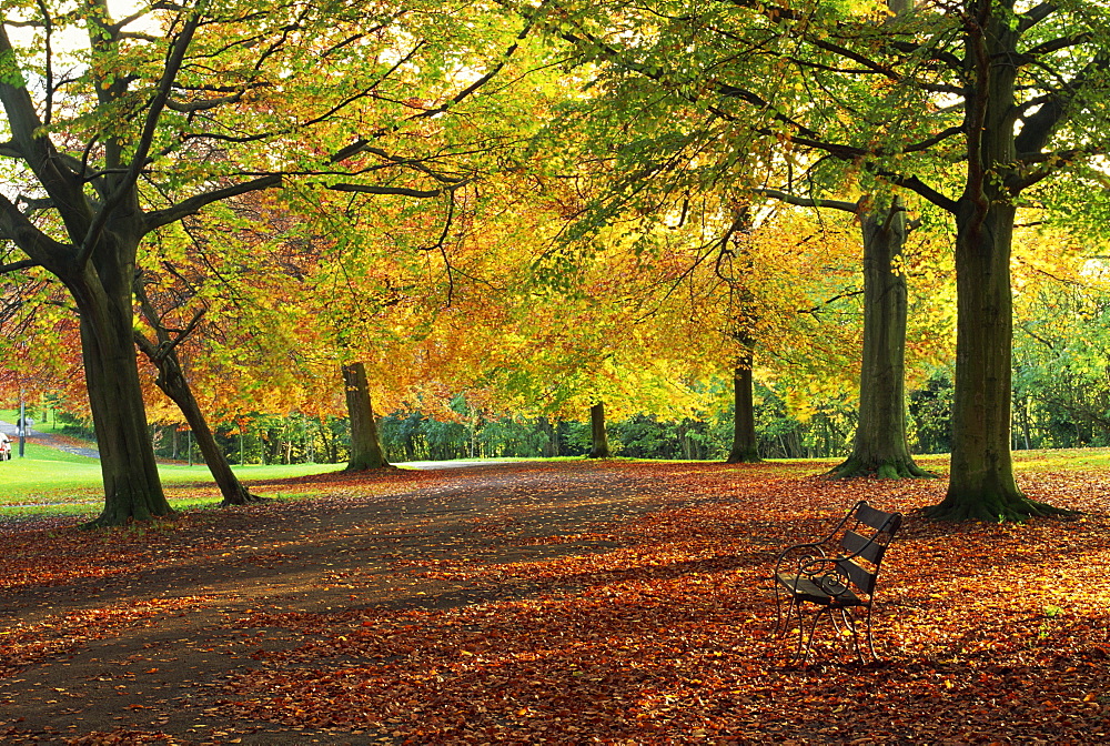 Trees in autumn colours and park bench beside a path at Clifton, Bristol, England, United Kingdom, Europe