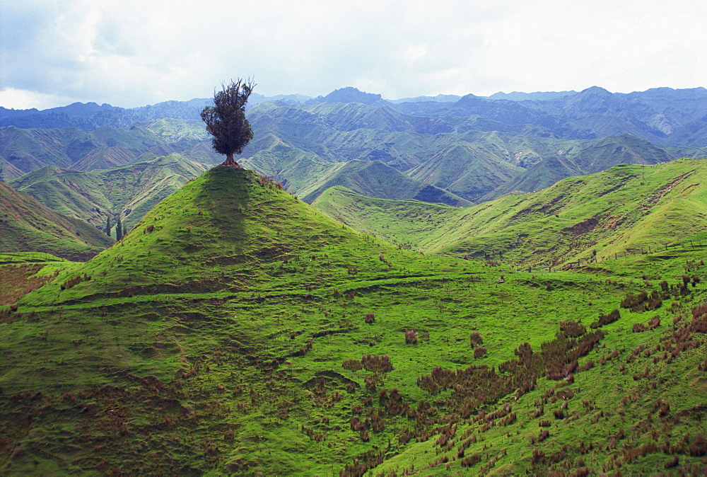 Lone tree on small peak in the hills near Wanganui, North Island, New Zealand, Pacific