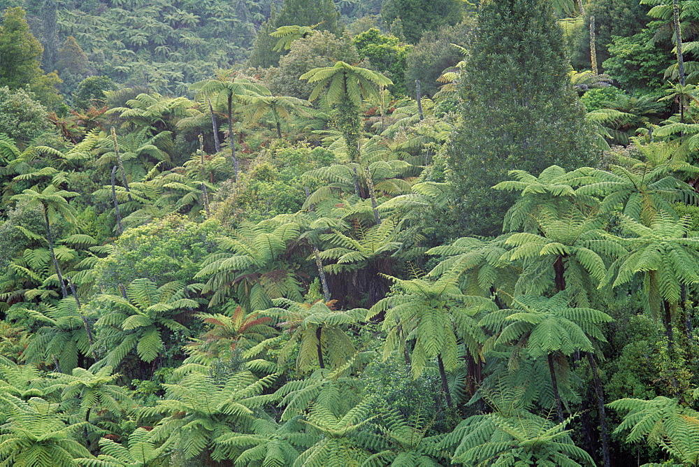 Punga, tree ferns, in the bush, Wanganui District, Taranaki, North Island, New Zealand, Pacific