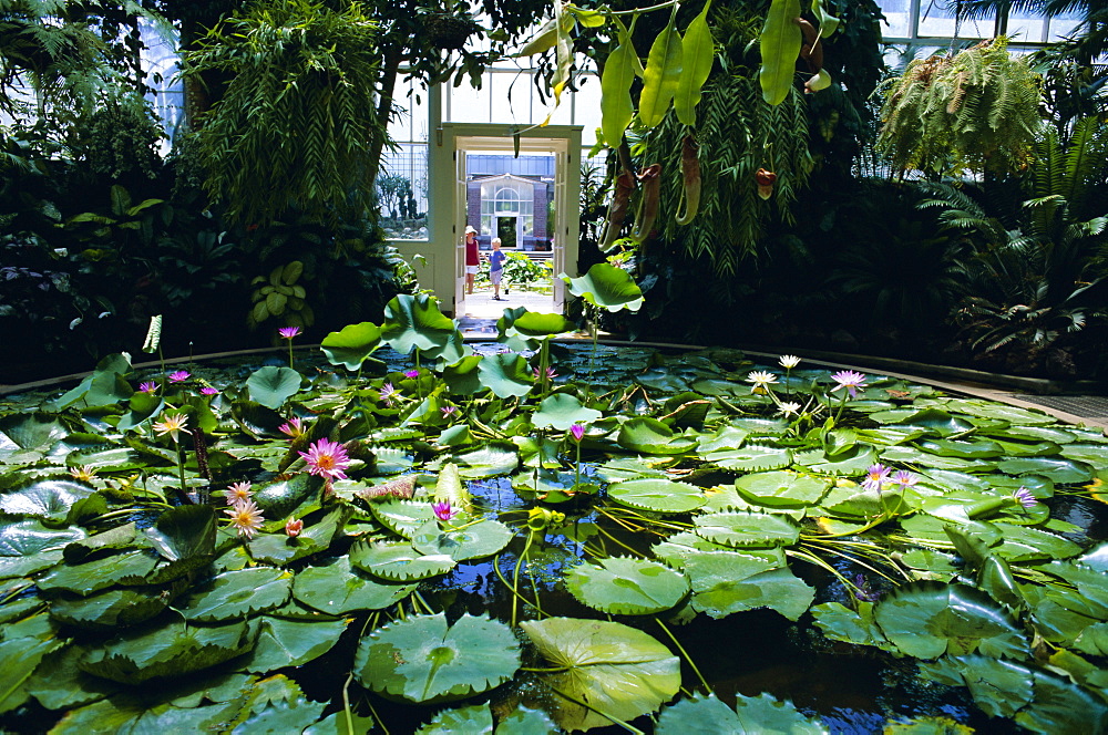 Hot house lily pond, Winter Gardens, Domain Park, Auckland, North Island, New Zealand, Pacific