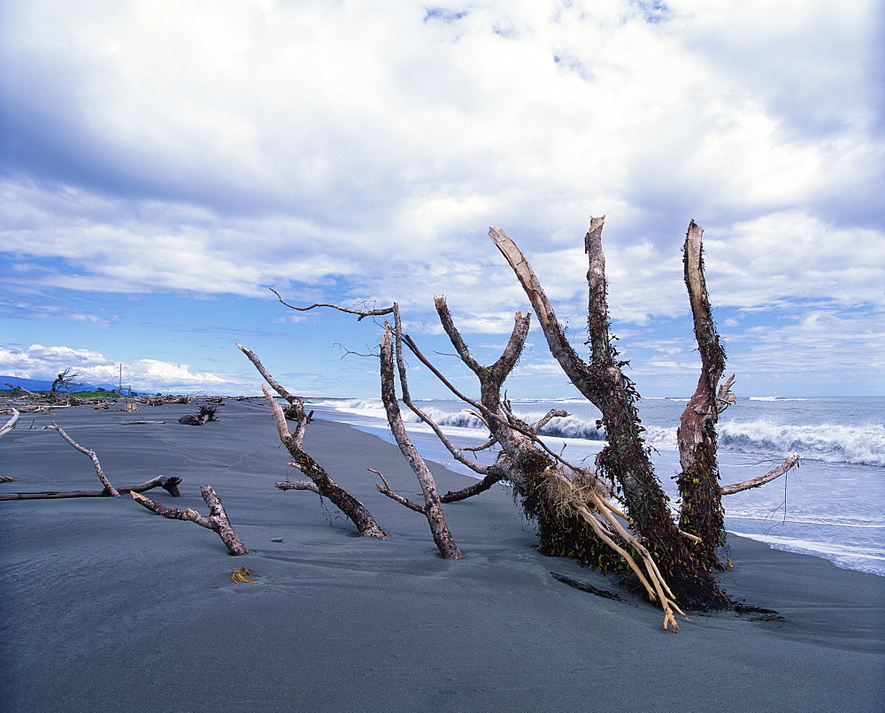 Dead trees on the beach at Hokitika, a busy goldrush port in 1860s, where 42 vessels lost on treacherous beach, in Westland, South Island, New Zealand, Pacific