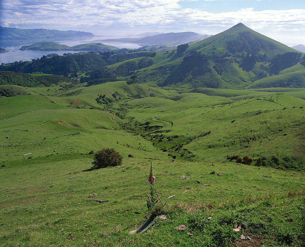 Landscape of volcanic hills looking to Taiaroa Head, Albatross, on the Otago Peninsula near Dunedin, South Island, New Zealand, Pacific