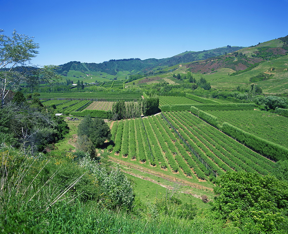 Landscape of fields and hills at Riwaka Township, large fruit growing district on Route 60, Motueka to Golden Bay, Nelson, South Island, New Zealand, Pacific