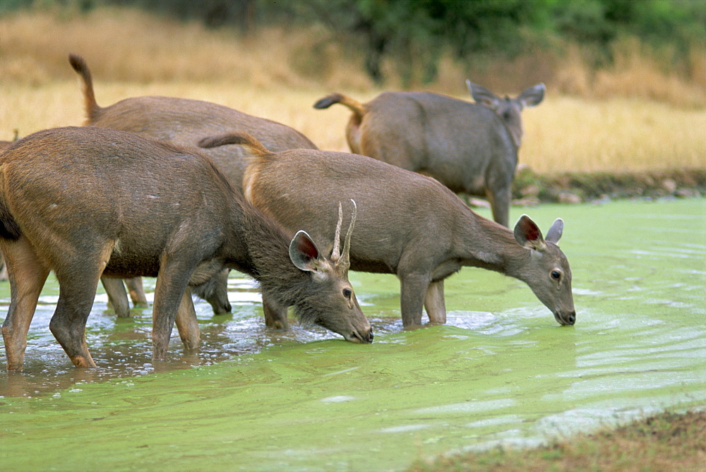 Sambar herd, Sariska National Park, East Rajasthan, India, Asia