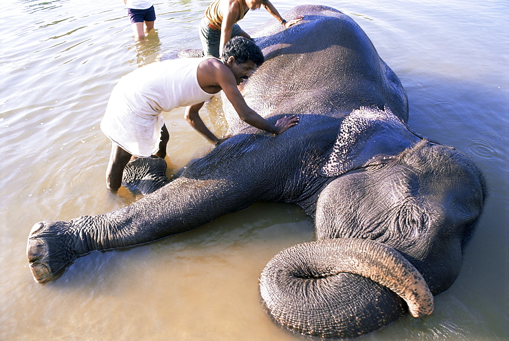 Tara the elephant's daily wash, Camp Kipling, Madhya Pradesh state, India, Asia