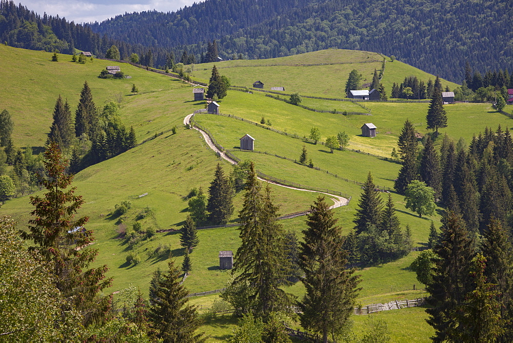 Countryside and farms between Sucevita to Vatra Moldovitei in Carpathian foothills, Bukovina, Romania, Europe