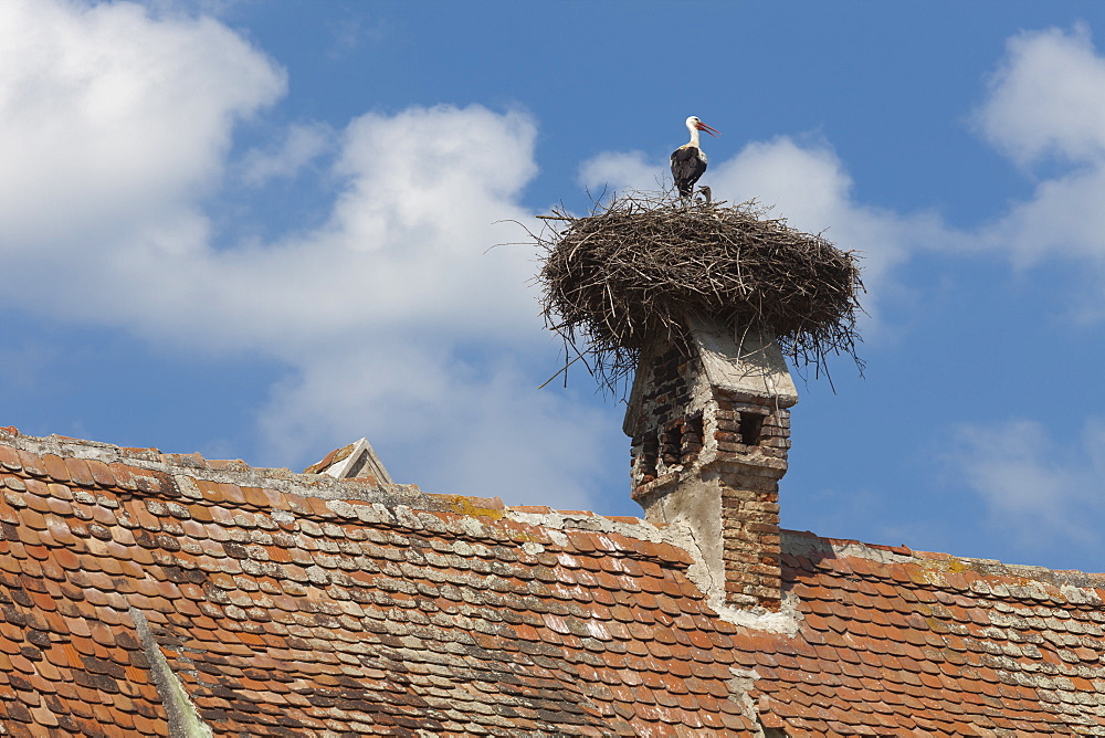 Stork and chicks nest on chimney, Merghindeal Village, Transylvania, Romania, Europe