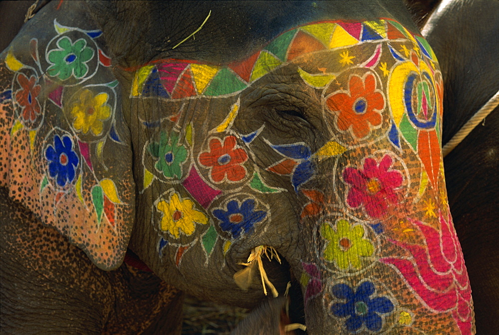 Close-up of a painted elephant, used for transporting tourists, Amber Palace, Jaipur, Rajasthan, India, Asia