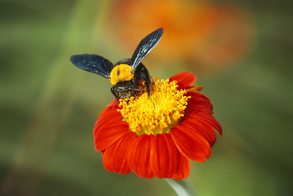 Bumble bee on a dahlia, England, United Kingdom, Europe