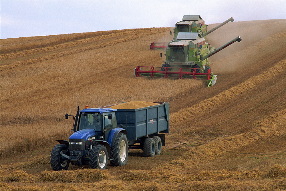 Ford tractor, Claas combine, wheat harvesting, Wiltshire, England, United Kingdom, Europe