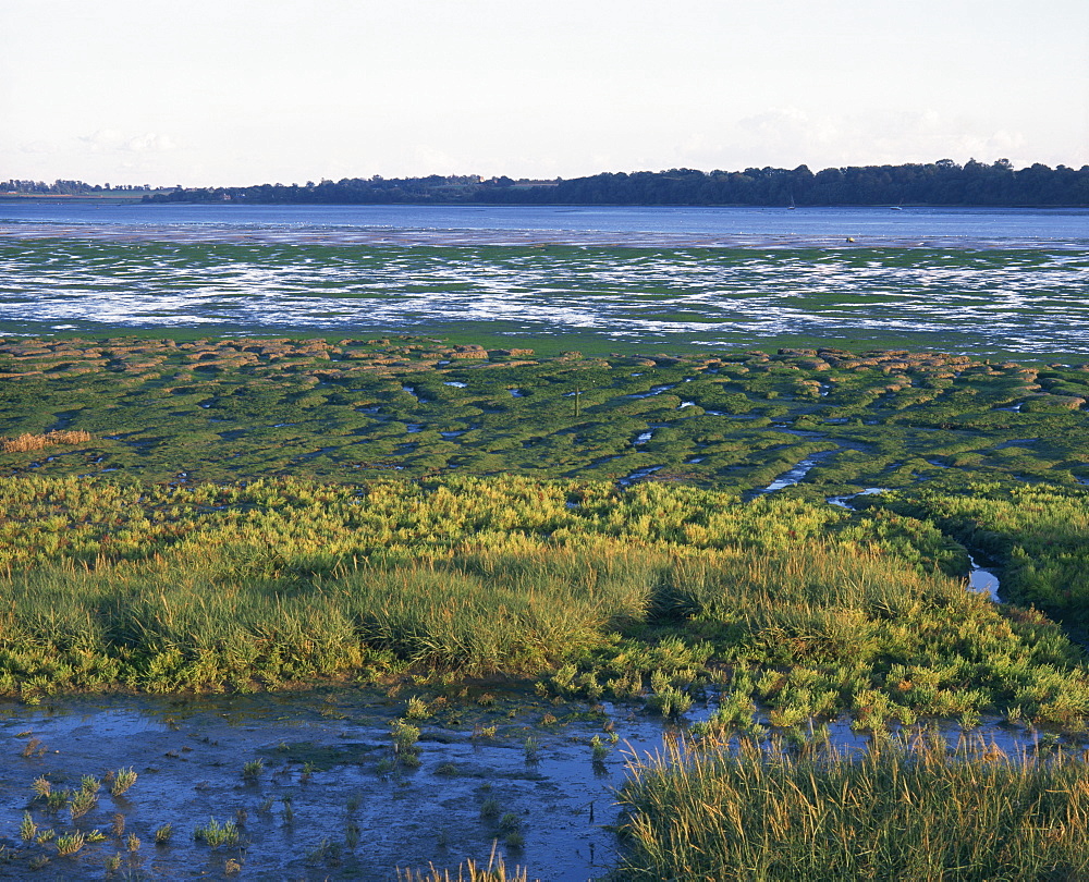 Plants and mudflats, River Stour, Essex, England, United Kingdom, Europe