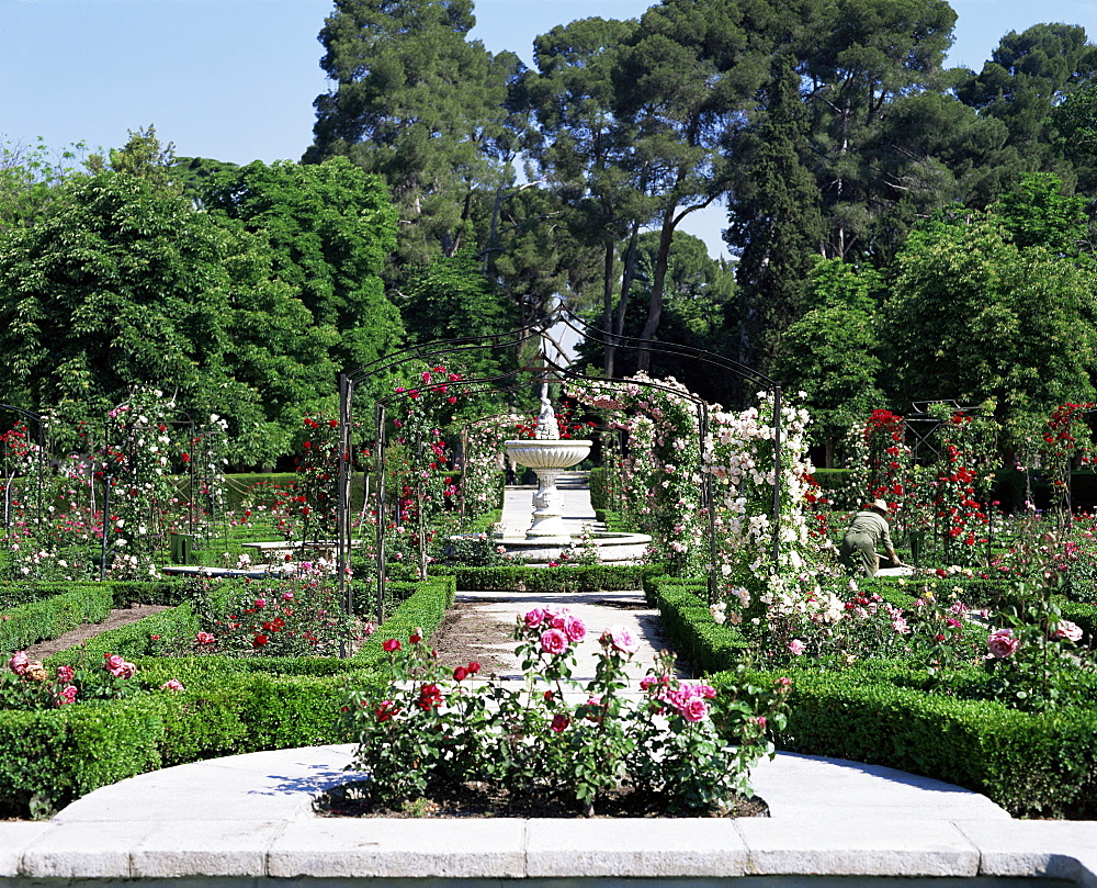 Rose Garden, Parque del Retiro, Madrid, Spain, Europe