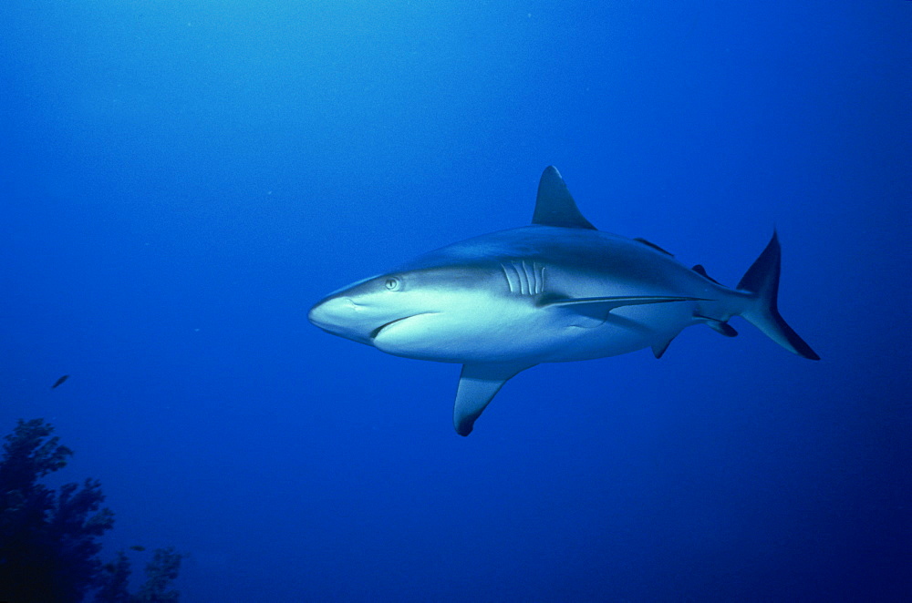 Grey reef shark (Carcharhinus amblyrynchos), Red Sea, Sudan, Africa