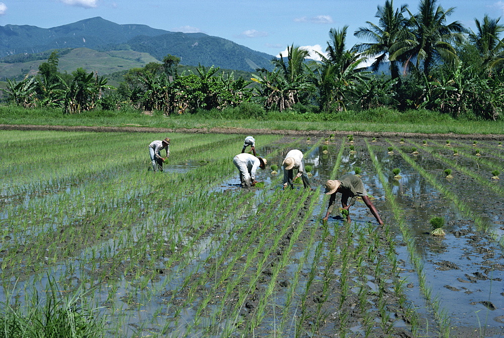 Men in fields planting rice in north Luzon, Philippines, Asia