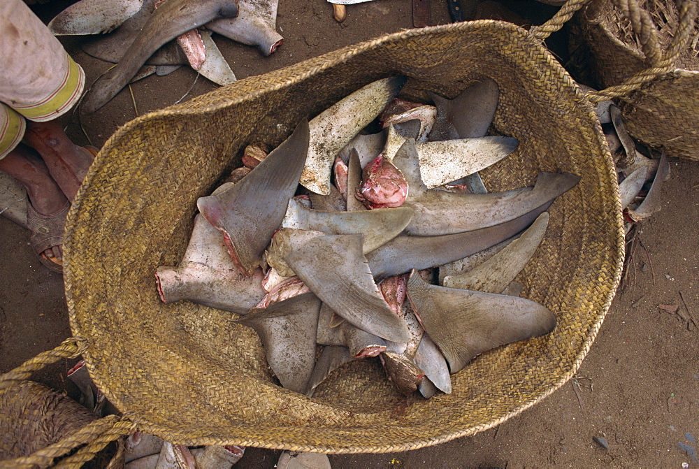 Close-up of a basket of shark fins for export to eastern markets, the flesh is eaten locally, in the port of Hodeida, Yemen, Middle East