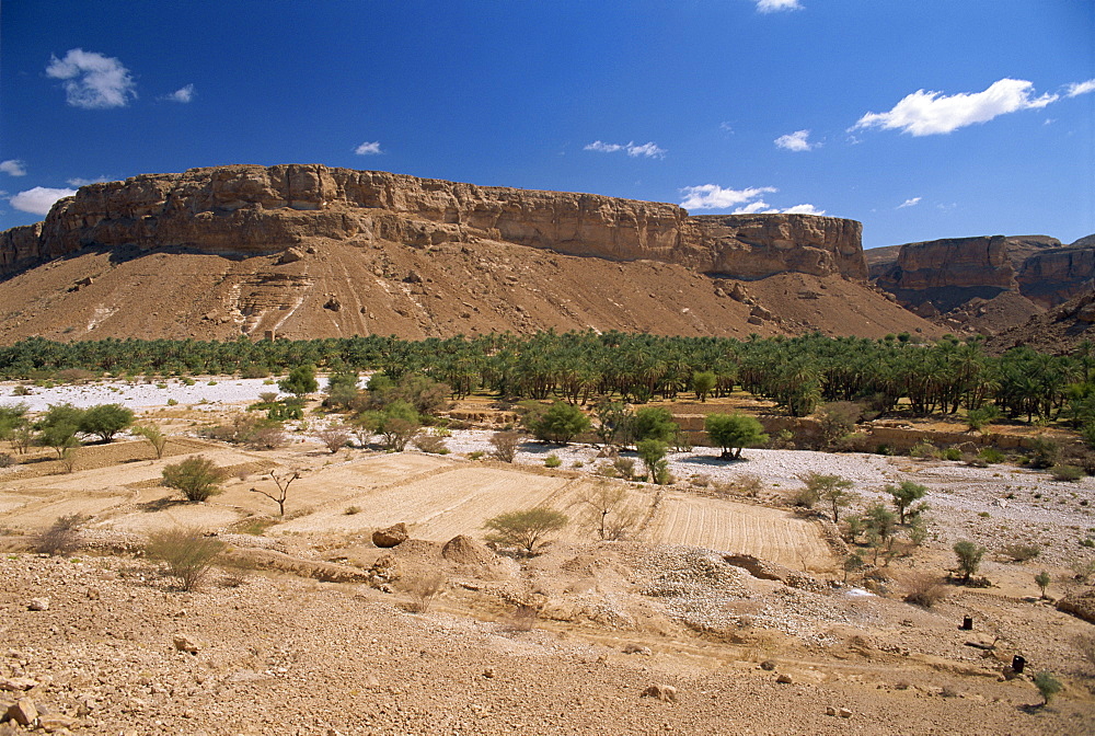 Fields and date palms in the fertile valley of Wadi Doan, with arid escarpment behind, in the Wadi Hadramaut, south Yemen, Middle East