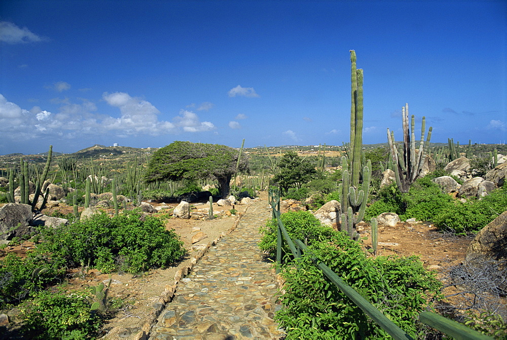 Cobbled pathway past candle cacti and a divi divi tree, Arikok National Park, Aruba, West Indies, Caribbean, Central America