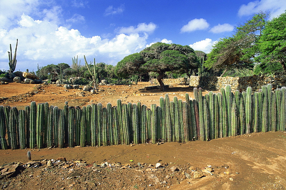 Traditional cactus fence to keep animals away from crops, Cunucu, Aruba, West Indies, Caribbean, Central America