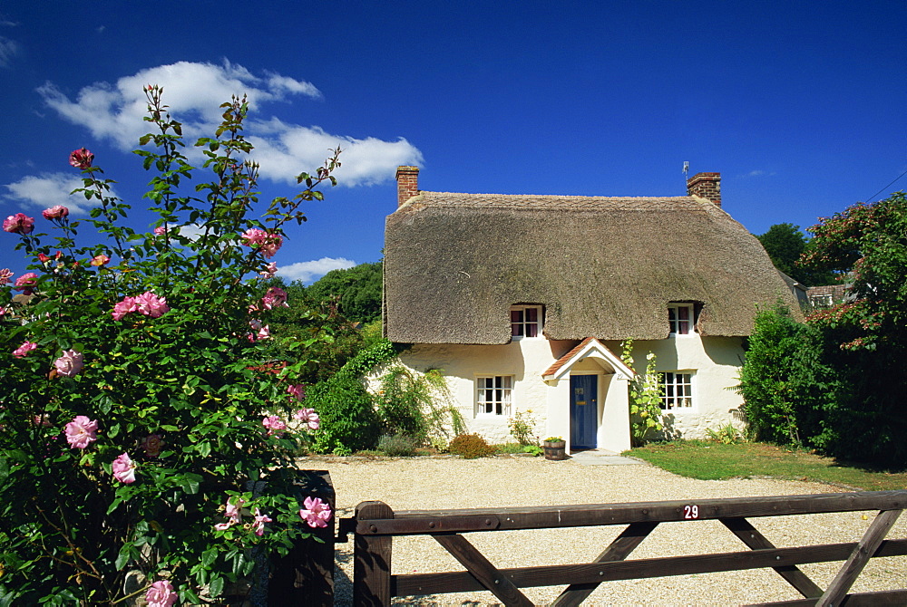 Thatched cottage with roses by the gate at West Lulworth, Dorset, England, United Kingdom, Europe