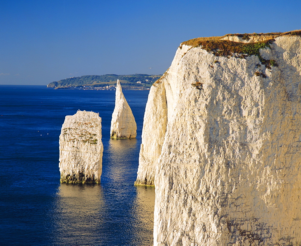 Handfast Point, Clifftop view showing the Pinnacles, early morning, Studland, Dorset, England