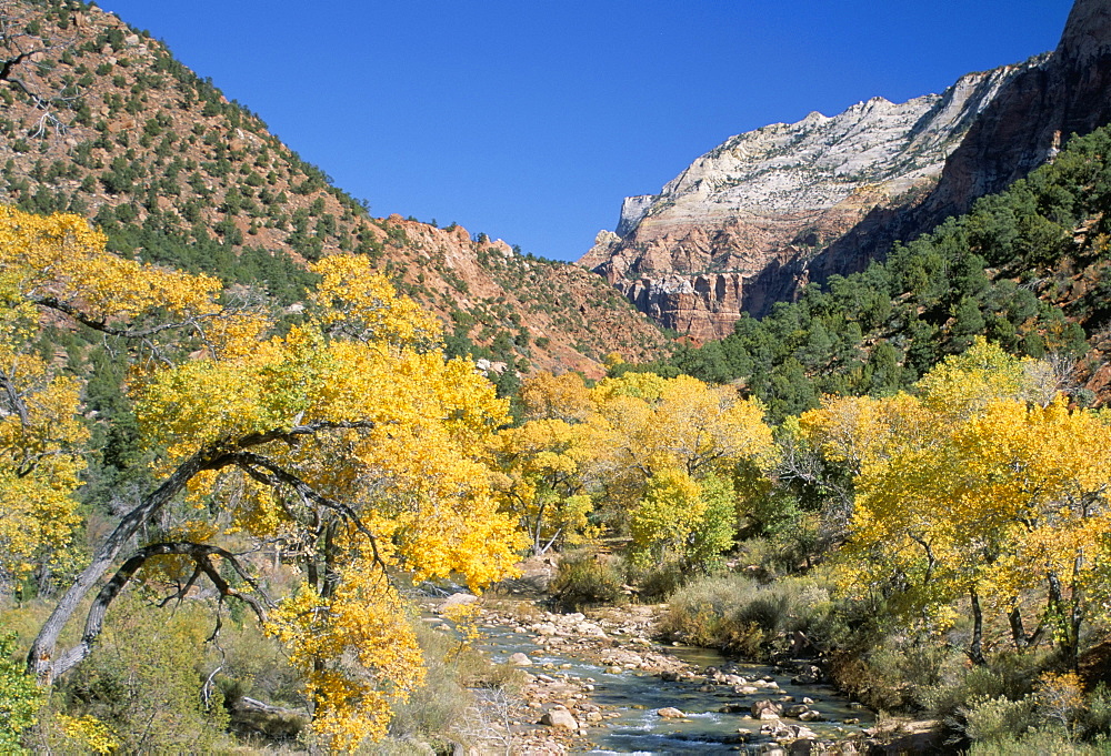 Cottonwood trees on the banks of the Virgin River, Zion National Park, Utah, United States of America, North America