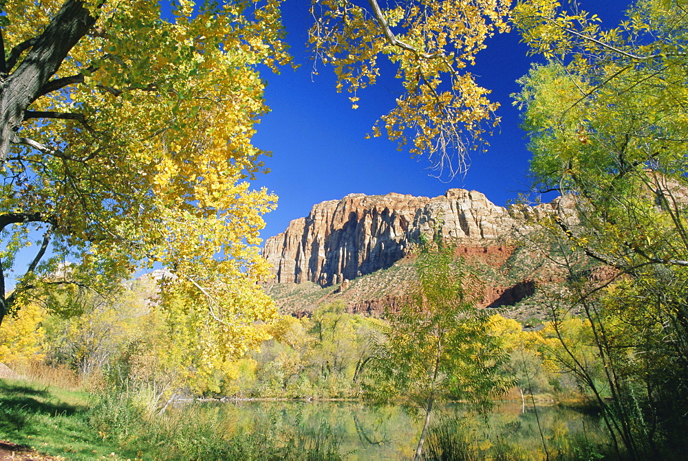 Cliffs of Zion framed by autumn trees, Springdale, near Zion National Park, Utah, USA, North America