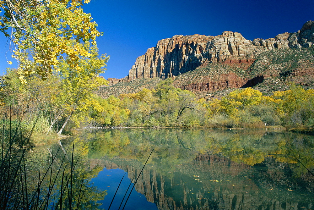 Reflections of trees in fall colours and the cliffs of Zion, in a lake, at Springdale near the Zion National Park, Utah, USA 