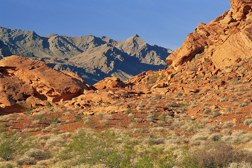 Red sandstone rocks, with Muddy Mountains in the background, in the Valley of Fire State Park, Nevada, United States of America, North America