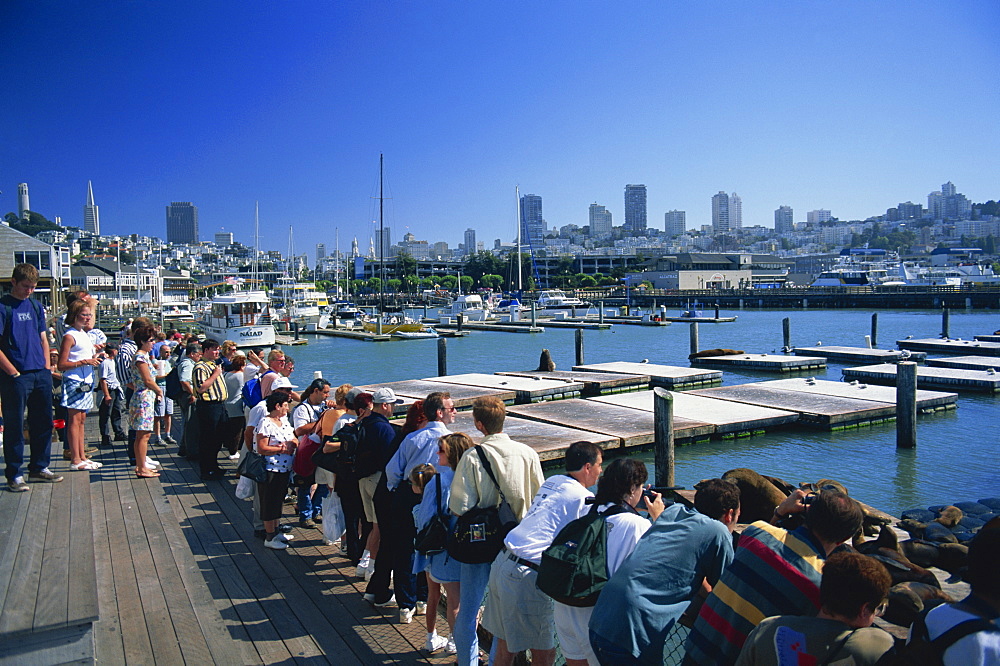 Tourists watching sea lions on Pier 39, at Fishermans Wharf, San Francisco, California, United States of America, North America