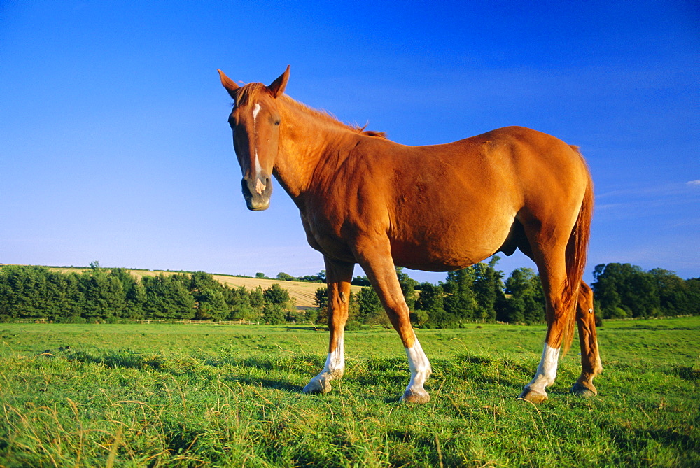 Chestnut horse on the bank of the Cuckmere River, Alfriston, East Sussex, England, UK