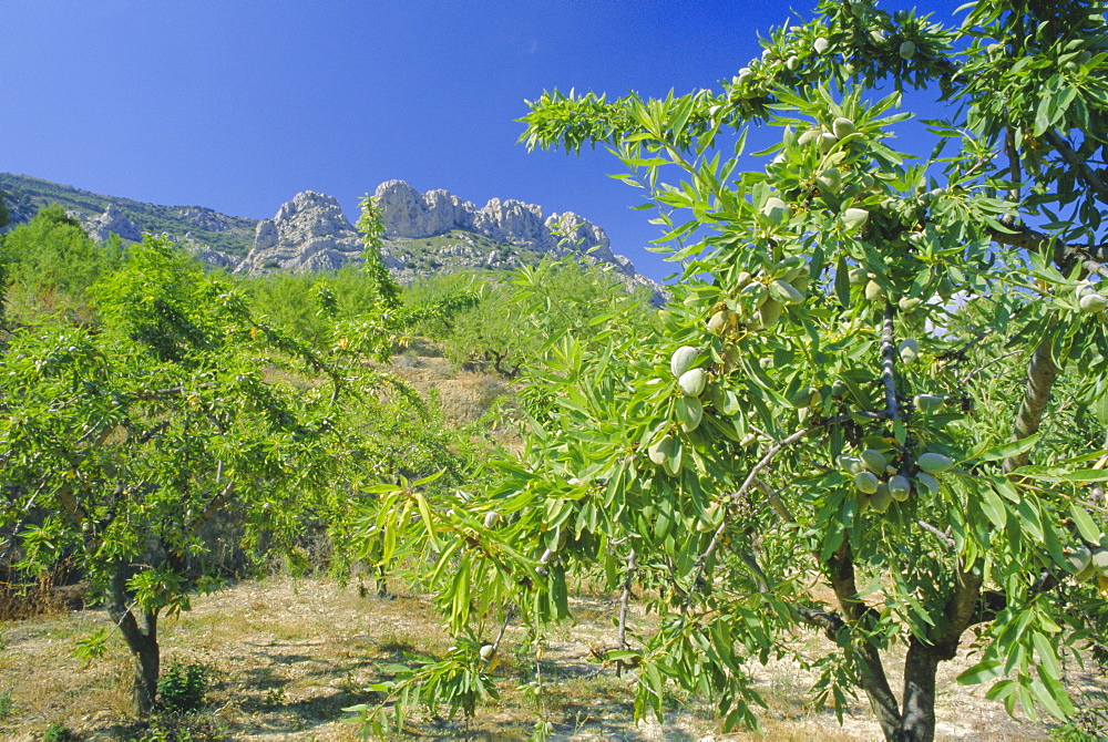 Almond trees in the Sierra de Aitana, Alicante, Valencia, Spain, Europe