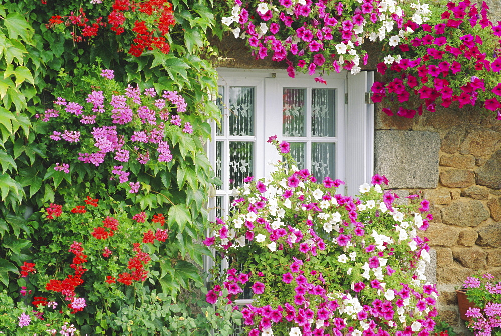 Farmhouse window surrounded by flowers, lIle-et-Vilaine near Combourg, Brittany, France, Europe