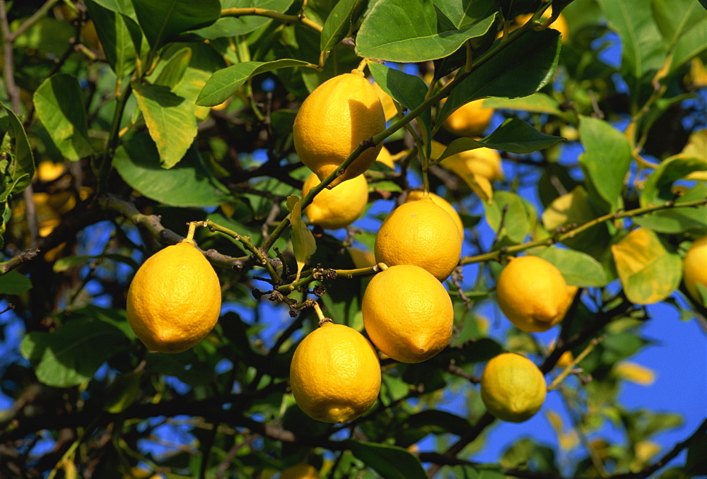 Lemons on tree, Malaga province, Andalucia, Spain, Europe