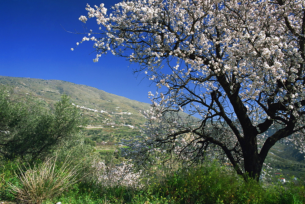 Almond blossom in springtime in the Alpujarras, Granada, Andalucia, Spain, Europe