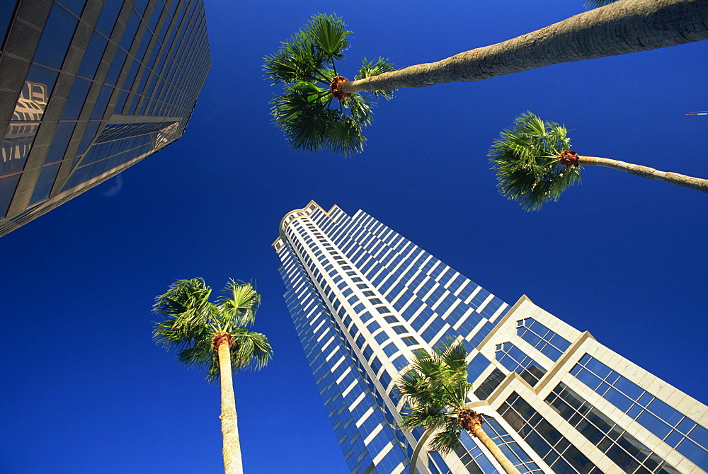 Palms and skyscrapers in downtown Tampa, Florida, United States of America, North America