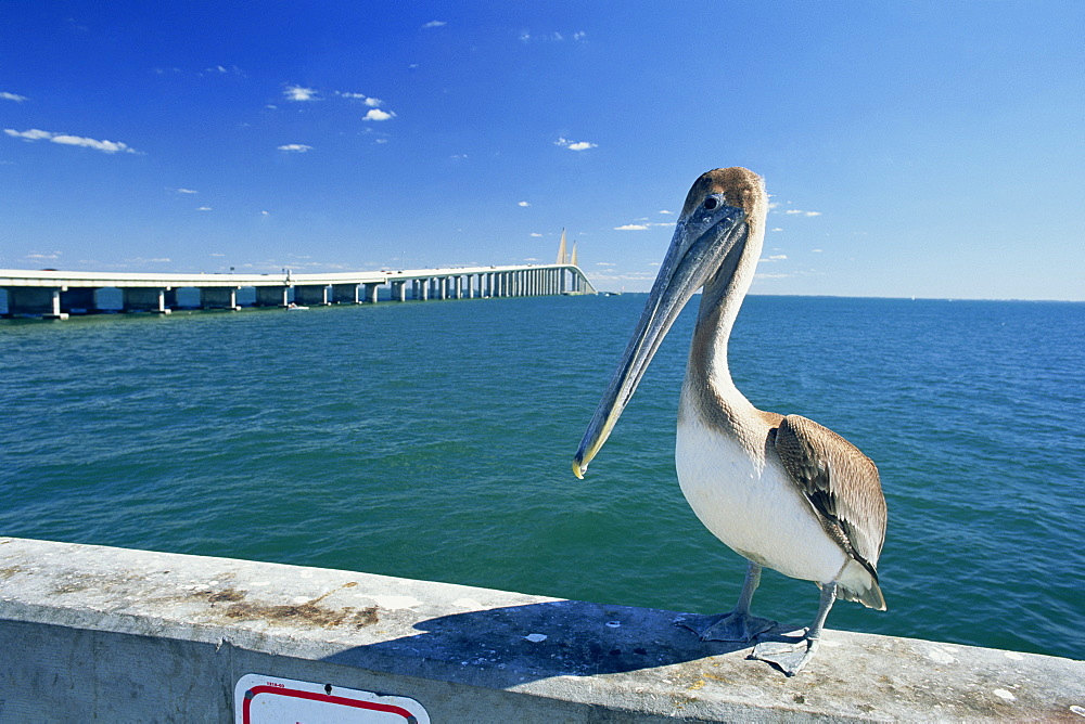 Brown pelican (Pelecanus occidentalis) in front of the Sunshine Skyway Bridge at Tampa Bay, Florida, United States of America, North America