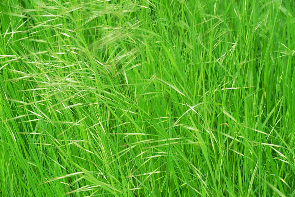 Spring grasses, Surrey, England, United Kingdom, Europe