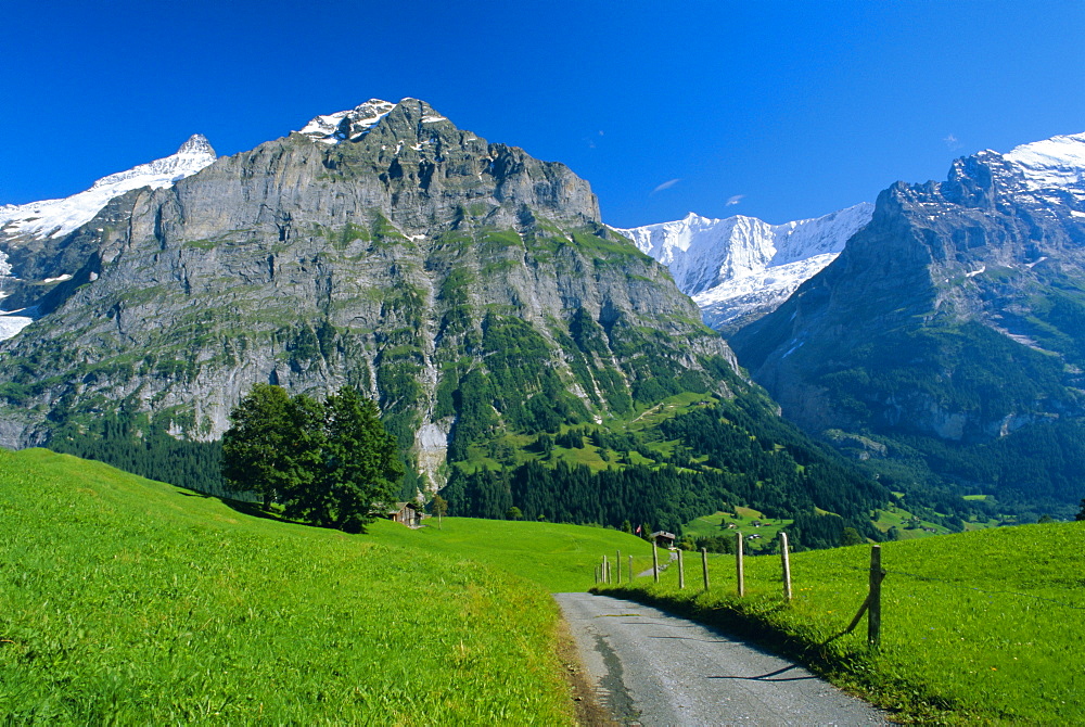 View along path through fields to the Schreckhorn and Fiescherhorner, Grindelwald, Bern (Berne), Bernese Oberland, Swiss Alps, Switzerland, Europe