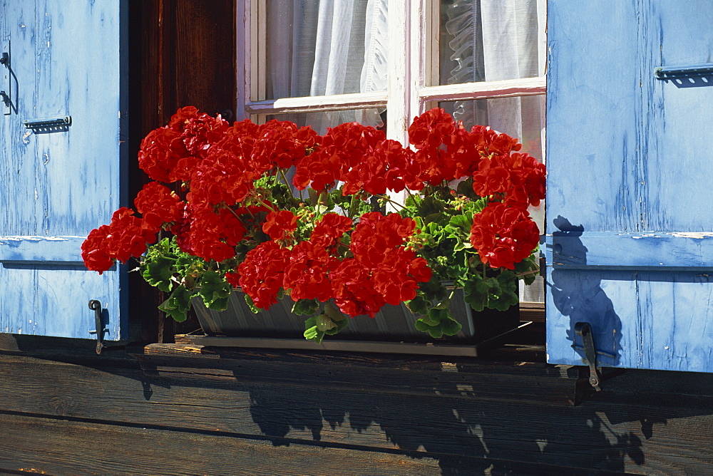 Red geraniums and blue shutters, Bort, Grindelwald, Bern, Switzerland, Europe