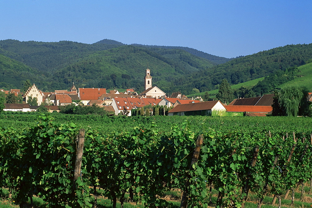 View to village from vineyards, Riquewihr, Haut-Rhin, Alsace, France, Europe