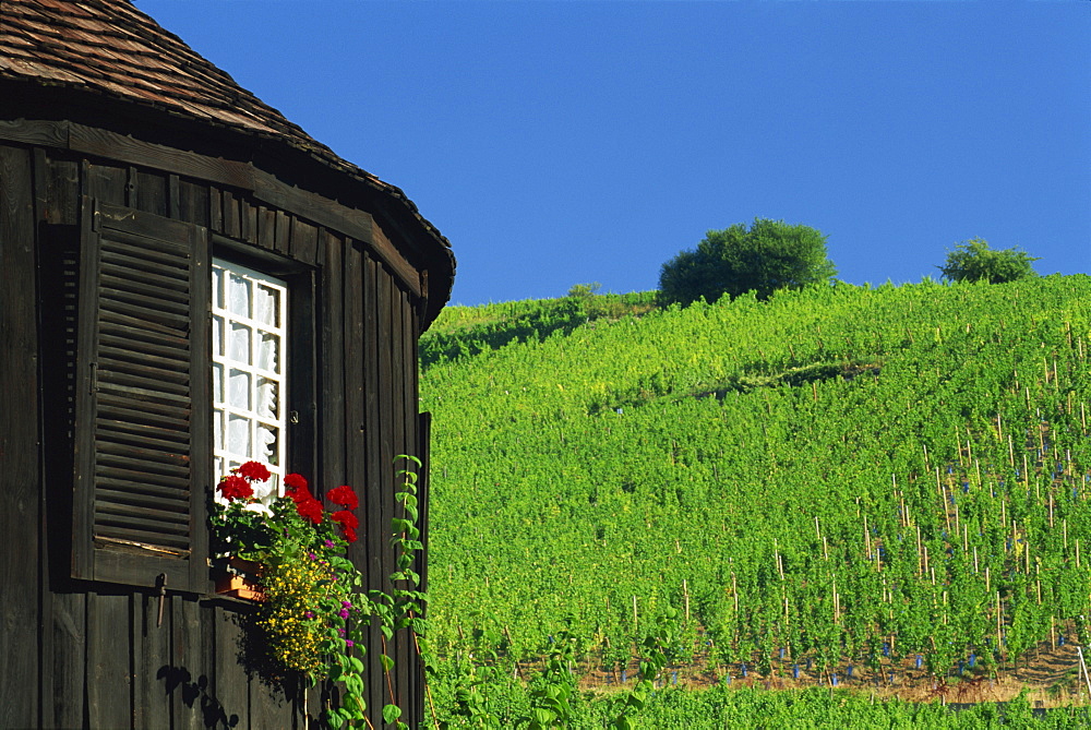 Vineyards on hillside behind circular timbered house, Riquewihr, Haut-Rhin, Alsace, France, Europe