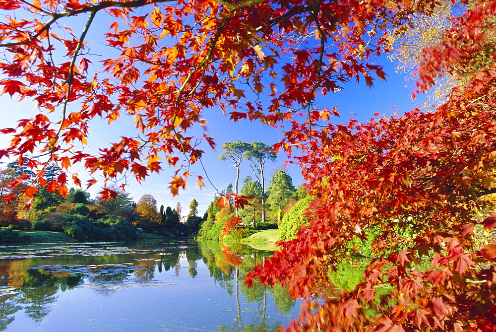 Sheffield Park Garden, the Middle Lake framed by scarlet Acer leaves, Autumn, East Sussex, England, UK 