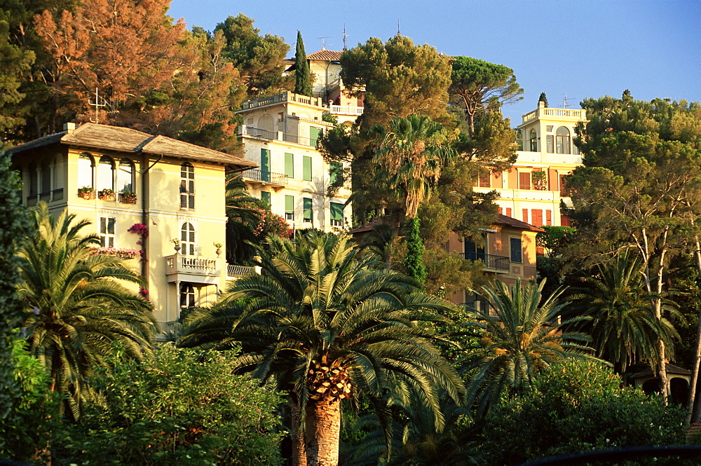 Hillside mansions amongst palms, Santa Margherita Ligure, Portofino peninsula, Liguria, Italy, Europe