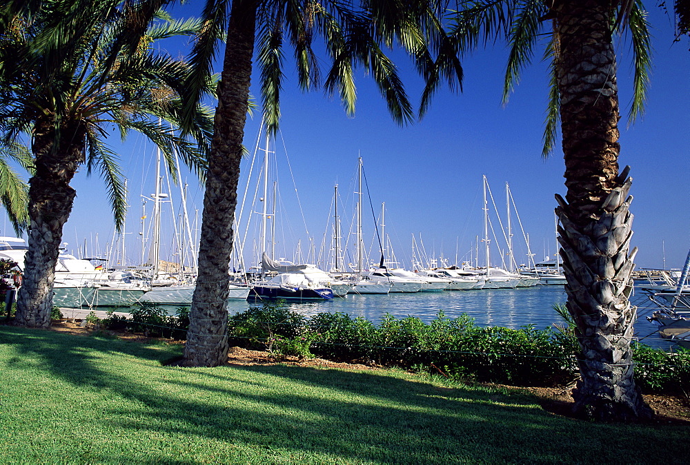 Palm trees and harbour, Puerto Portals, Mallorca (Majorca), Balearic Islands, Spain, Mediterranean, Europe