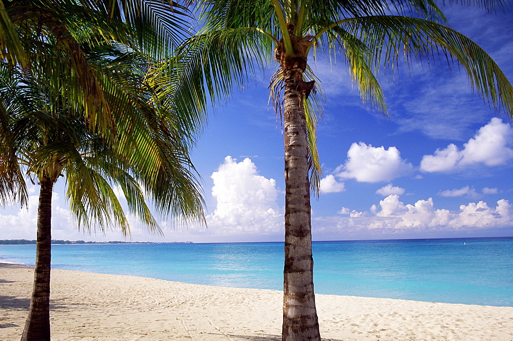 Palm trees, beach and still turquoise sea, Seven Mile beach, Grand Cayman, Cayman Islands, West Indies, Central America